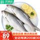 哆鮮生 海捕活凍馬友魚 野外生長午筍魚馬鲅魚三去除臟1斤 鮮活冷凍魚類 大號(hào) 2條/袋 凈重500g