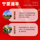 塞北鹽灘羊肉生鮮 寧夏灘羊精修羔羊腿羊排燒烤新鮮現(xiàn)宰端午中秋年貨禮盒 4斤羔羊羊排