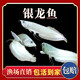 銀龍魚幼苗七彩銀龍紅眼白子龍魚熱帶觀賞魚好養(yǎng)耐活加溫打氧氣 13-15厘米銀龍1條