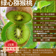 歐悟【買(mǎi)2顆送1顆】嫁接車(chē)厘子樹(shù)苗大櫻桃樹(shù)苗盆栽果樹(shù)苗木南北方種植 綠心獼猴桃樹(shù)苗 6年苗當年結果