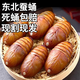 品吉味蠶蛹  東北特產(chǎn)柞蠶蛹  鮮活大體蟬蛹黃黑蠶蛹500g  活體繭蛹 大黃二斤