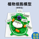 創(chuàng  )想啟迪植物細胞模型生物初中高中手工DIY粘土材料包真核生物動(dòng)物細胞七年級細菌模型動(dòng)物植物亞顯微結構 【初中】植物細胞模型（材料包自己做）
