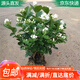 急兔盆栽地栽庭院茉莉花盆栽盆景花卉綠植茉莉花苗茉莉原盆土源頭直發(fā)
