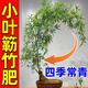 簕竹營養(yǎng)液小葉簕竹專用肥料米竹內(nèi)門竹毛竹竹科養(yǎng)竹子復(fù)合營養(yǎng)液 買2送1【發(fā)3瓶】