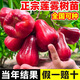蓮霧苗黑金剛大葉紅臺灣品種當年嫁接南方果樹(shù)苗庭院地栽開(kāi)花結果 黑金剛蓮霧高110cm徑粗1.5 50cm(含)-60cm(不含)