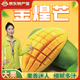 【特產(chǎn)館】廣西金煌芒果新鮮水仙大芒果當(dāng)季整箱水果特大果熱帶 3斤中果（約4-5個）單果250-400g