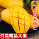 海南三亞金煌芒果新鮮一級(jí)特大青黃皮水仙忙甜心水果整箱 3斤