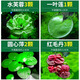 CRAZY PLANT浮萍水草古法魚(yú)缸凈水植物龜缸躲避遮陽(yáng)水培水芙蓉紅毛丹漂浮造景 【小缸點(diǎn)綴】古法凈水組合