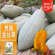 IDEAL理想農業(yè) 新疆貴族丑南瓜種子甜糯高產(chǎn)雜交種金絲板栗味南瓜種籽