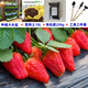 播種心情 草莓種子 四季奶油紅草莓種籽水果食用易活播種易種室內陽(yáng)臺盆栽 紅奶油草莓約100粒+大長(cháng)盆+土+肥