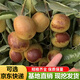 棗樹(shù)活苗當年結果地栽棗子樹(shù)苗南方北方種植棗樹(shù)嫁接苗特大青棗苗 冬棗4年嫁接苗(當年結果)