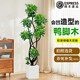 臨雅拍照選貨鴨腳木綠植客廳大盆栽發(fā)財(cái)樹室內(nèi)植物凈化空氣落地好養(yǎng) 造型鴨腳木1.5-1.6+白色方形盆