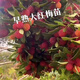 正宗嫁接東魁楊梅樹(shù)樹(shù)苗楊梅苗南北方種植地栽果樹(shù)苗當年結果特大 大果紅梅 四年苗
