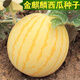 黃皮紅心金麒麟西瓜種子黃皮紅瓤早熟高產(chǎn)超甜薄皮 金黃后西瓜種子 高產(chǎn)新種：1包約40粒