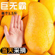 海南金煌芒果新鮮水果當(dāng)季整箱10批發(fā)斤三亞特大果應(yīng)季青甜 【半斤特惠嘗鮮】 中大果實(shí)惠裝