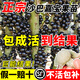 臨雅四季嘉寶果樹(shù)果苗沙巴艾斯卡樹(shù)葡萄苗果樹(shù)庭院名貴南北方種植盆栽 沙巴嘉寶果1.5米高左右