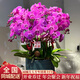 植伴蝴蝶蘭盆栽喬遷開(kāi)業(yè)商務(wù)慶典鮮花速遞同城室內植物花卉上海配送花 煙火年年--6株蝴蝶蘭盆栽（花盆類(lèi)似）