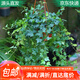 急兔常春藤盆栽植物垂吊蘭長(cháng)春藤爬藤/常青藤原盆土+備用盆源頭直發(fā)