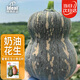 IDEAL 理想農(nóng)業(yè) 花生南瓜種子奶油小南瓜種籽春季易種易活蔬菜種子大全