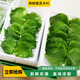 新鮮紫蘇葉 現摘紫蘇大葉 嫩綠海鮮擺盤(pán)日料裝飾大葉50片/盒
