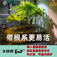 魚缸水培植物造景水楊梅老樁庭院綠植溪流缸造型樹苗凈化水質(zhì)盆栽 極品水楊梅老樁(高100-120cm)