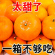 高山沃柑新鮮現(xiàn)摘應(yīng)季水果薄皮超甜大果非耙耙柑丑橘整箱批發(fā) 爆甜果王:整箱9-10斤[單果130g