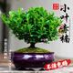 京悠雨小葉赤楠盆景老樁樹(shù)苗盆栽金絲楠木小苗植物含花盆綠植辦公室擺件 小葉赤楠+舍得陶瓷盆/含盆 含盆