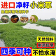 蓿蕾進(jìn)口小米草種子水草耐水淹耐旱雀葉稗四季養(yǎng)殖魚蝦蟹水生牧草種籽 耐澇小米草種子【二斤裝】可種二分地