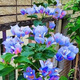 稀有三角梅新品四季開花幼苗盆栽陽臺好養(yǎng)花 精靈【包對版成活+肥料】 八年生枝條扦插成活【花開滿樹】