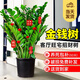 愛優(yōu)尚金錢樹盆栽客廳室內(nèi)大型綠植辦公室盆景搖錢串子喬遷開業(yè)源頭直發(fā)