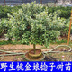 桃金娘樹(shù)苗捻子果樹(shù)苗山捻子樹(shù)苗地捻子果苗盆載果樹(shù)苗南方種植 四年苗