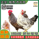 散養(yǎng)蘆花雞新鮮現(xiàn)殺正宗土雞大公雞農(nóng)家散養(yǎng)3年老母雞煲湯月子雞 當(dāng)天現(xiàn)殺/每只保留（雞心肝胗） 1只（3年蘆花母雞）凈重3.7-4斤