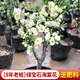 花翁盆栽花卉綠植盆景 (8年3cm老樁)精品綠寶石海棠花+肥料源頭直發(fā)