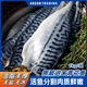 ANSON挪威青花魚(yú)進(jìn)口深海魚(yú)類(lèi)特大青花魚(yú)鯖魚(yú)鮐鲅魚(yú)生鮮海鮮水產(chǎn) 挪威青花魚(yú)2kg【8-12片】