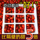 【夏日巨劃算】玲瓏圣女果小番茄水果當季非西紅柿應季小柿子新鮮 圣女果5斤大果【老農(nóng)精選】