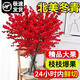 京厽北美冬青紅果真花水培東青新年盆栽室內鮮切銀柳鮮枝年宵水養花卉 5A紅果冬青30cm/2支送新年掛 裸根不帶土