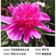 臨雅芍藥花苗重瓣帶芽大苗鮮花四季開花卉陽(yáng)臺(tái)庭院牡丹花盆栽植物 芍藥【紫鳳羽】大苗