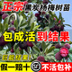 臨雅楊梅樹樹苗南方嫁接水晶水果樹果苗早熟仙居?xùn)|魁特大東槐當(dāng)年結(jié)果 黑炭楊梅中苗35-60cm