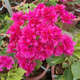 15元3棵  三角梅盆栽帶花四季開(kāi)花勤花精品重瓣三角梅苗花卉植物 重瓣紅三角梅【三棵】 不含盆
