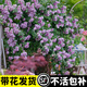臨雅薔薇花苗藤本月季墻微花樹(shù)庭院爬藤植物花卉盆栽陽(yáng)臺玫瑰四季開(kāi)花 薰衣草花環(huán)（小花四季） 升級爬藤款