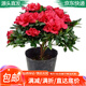 急兔杜鵑花四季種植盆栽花卉陽(yáng)臺綠色植物苗/杜鵑花苗原盆源頭直發(fā)