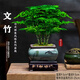 京厽文竹盆栽室內(nèi)云竹水培植物辦公室桌面小綠植四季好養(yǎng)中不支持退貨 主圖款精修壯苗-小文竹四方山水+底座+苔蘚 不含托盤
