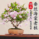行湘垂絲海棠花卉盆栽樹苗盆景 垂絲海棠盆景直徑2厘米 無(wú)盆 源頭直發(fā)