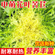 種菜記苦苣種子四季花葉苦苣菜籽陽臺盆栽蔬菜種子黃心碎葉苦菊庭院種植 申萌花葉苦苣5克