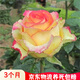聽雪樓品種大花月季切花香水月季花苗 紅雙喜灌木玫瑰陽臺(tái)盆栽開花h 國月【阿班斯】 含育苗盆