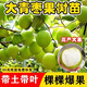 嫁接蘋(píng)果棗棗樹(shù)活苗雪蜜棗牛奶棗子苗棗苗大青棗特大脆甜當年結果 新品種雪蜜棗(杯苗發(fā)貨) 兩年苗