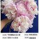 臨雅芍藥花苗重瓣帶芽大苗鮮花四季開花卉陽(yáng)臺(tái)庭院牡丹花盆栽植物 芍藥【胭脂點(diǎn)玉】大苗