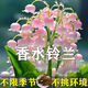 鈴蘭濃香型帶芽花苗多年生盆栽花卉植物綠植四季開花耐寒室內(nèi)好養(yǎng) 粉色【帶芽包成活】香水鈴蘭 精挑細選【10顆】濃香型