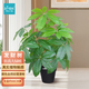 匠心綻放發(fā)財(cái)樹仿真盆栽18叉仿真綠植室內(nèi)植物客廳裝飾假花68CM含盆20205