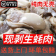 生蠔肉新鮮鮮活現(xiàn)剝冷凍大號牡蠣肉去殼純?nèi)夂ｕr純蠔仔肉海鮮水產(chǎn) 10斤裝精品生蠔肉   [大號]30-40粒/斤